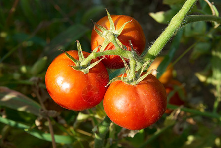 红西番茄灌图片