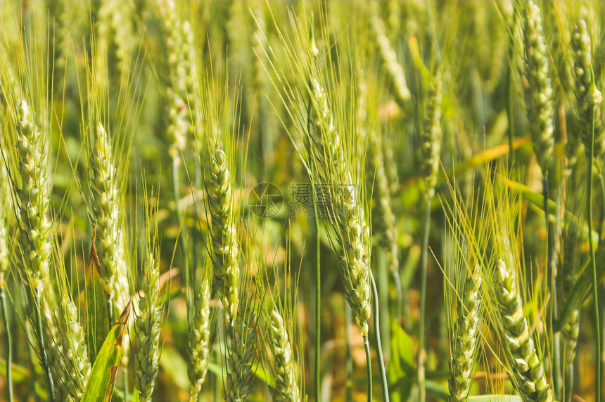 一片绿色冬小麦的农田图片