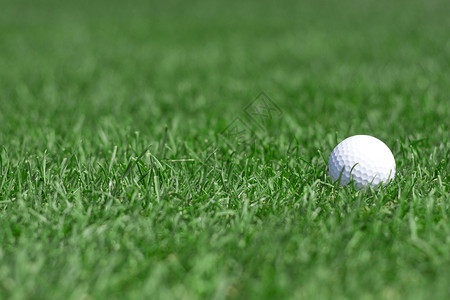 绿草图片与白色高尔夫球图片
