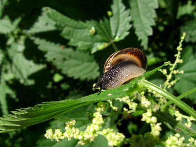 蜗牛在森林的绿叶上爬行图片