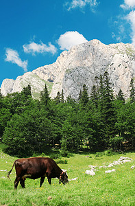 草地上的牛山景和牛自然概念背景图片