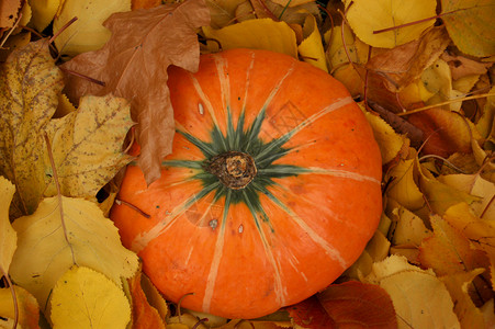 成熟的南瓜被五颜六色的秋叶包围图片