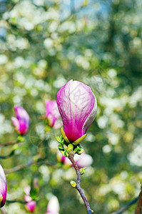 在绿色背景的紫色玉兰花图片