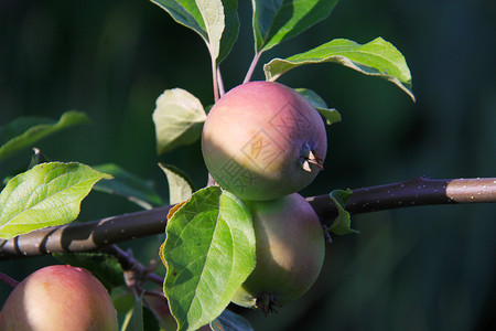 果园里苹果树枝上的苹果图片