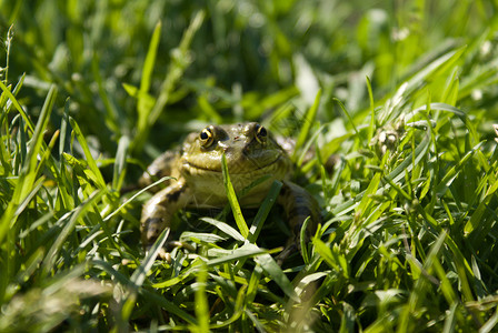 隐藏在绿草中的青蛙图片