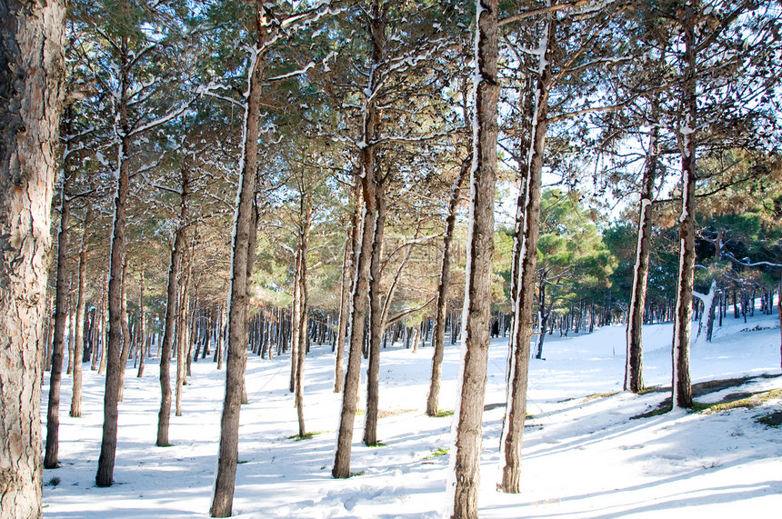在阳光明媚的冬日森林图片