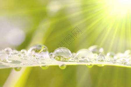 清晨露水在阳光下的草叶上5图片