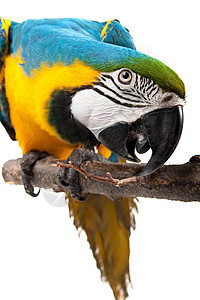 蓝色和黄色MacawAra与背景图片