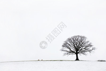 冬天在一片雪地的橡树上与白色的天图片