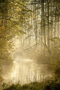 秋天的森林晨雾在阳光图片