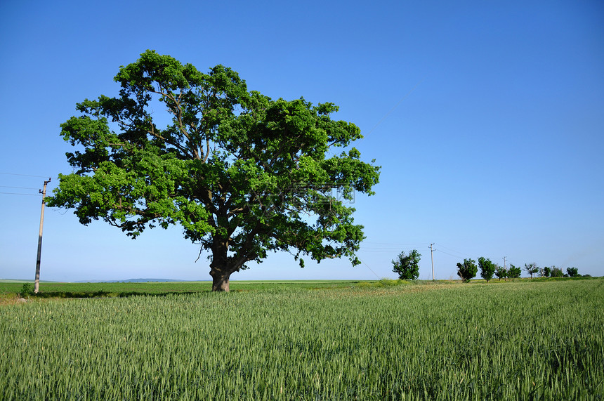 大绿树和新鲜的领域图片