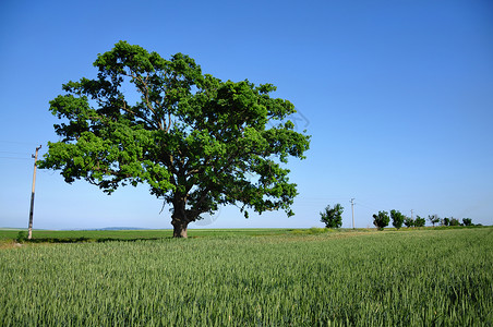 大绿树和新鲜的领域背景图片