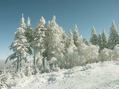 山顶上白雪皑的松树图片