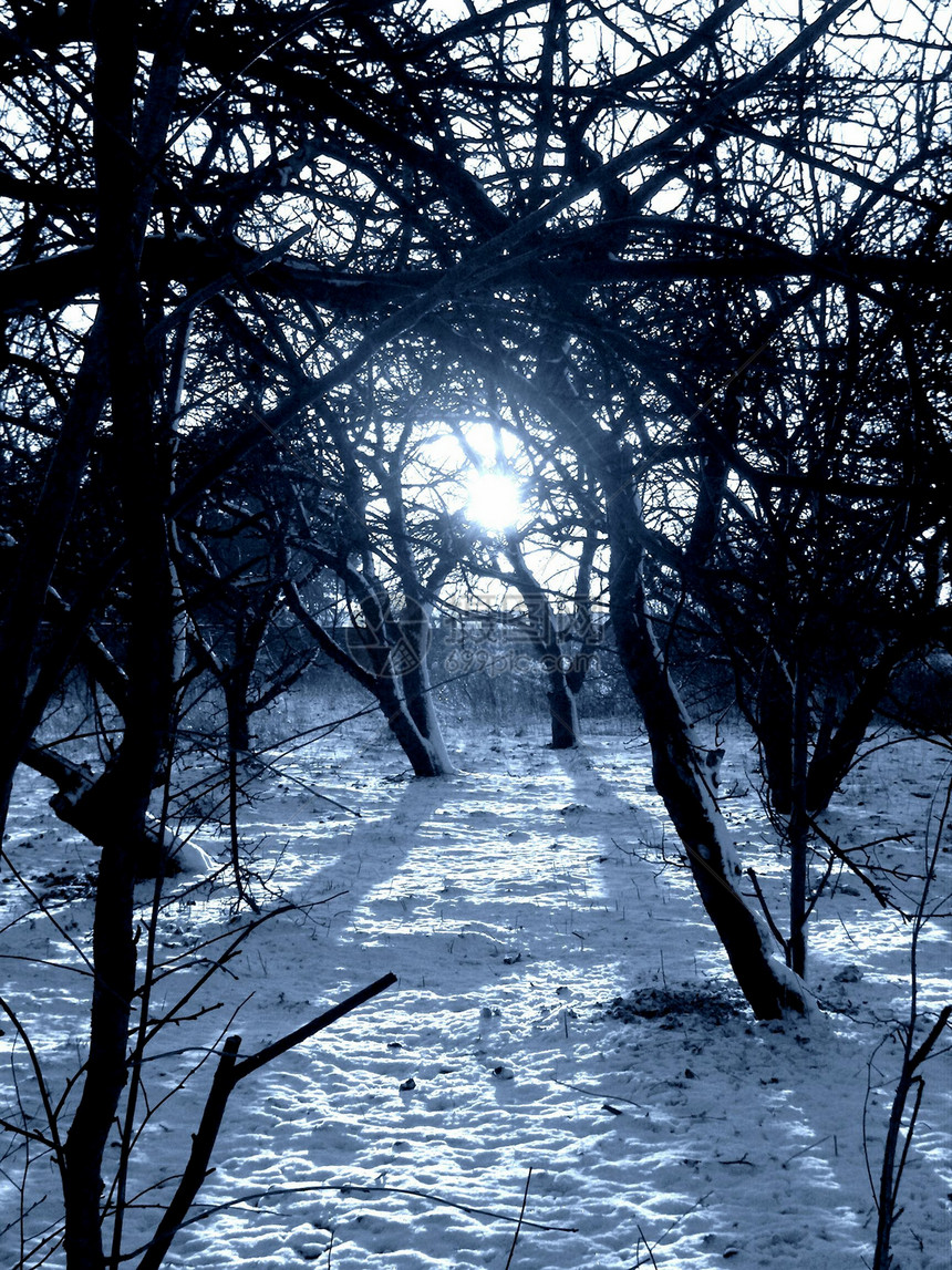 在黑暗的森林图像中的冬季日落冬天晚上在黑暗的森林图片