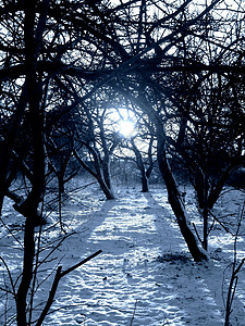 在黑暗的森林图像中的冬季日落冬天晚上在黑暗的森林背景图片