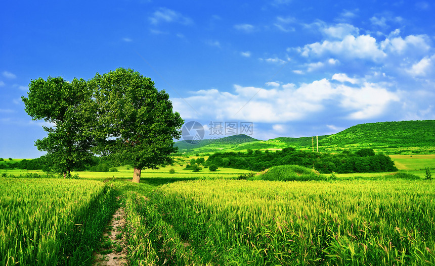 绿色的田野蓝天和树木图片