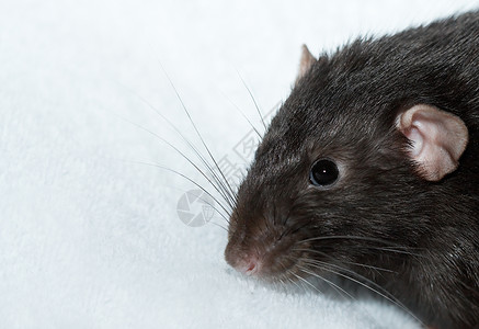 白毛巾上的黑色装饰老鼠图片