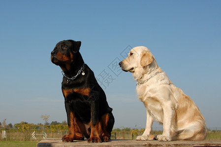 两只小狗纯种的金拾犬和背景图片