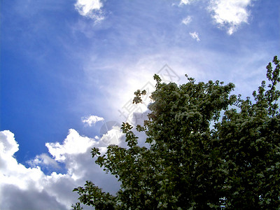 云和树的概念形象树映衬着蓝天图片