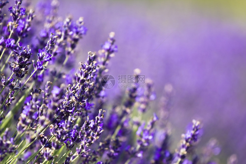 夏天的薰衣草田图片