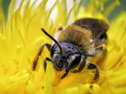 黄花蜜蜂图片