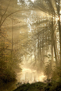 太阳光照亮树木落在森林河上照片图片