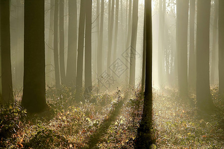 太阳光照亮秋末的森林图片