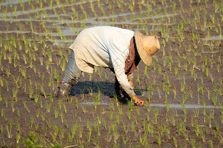 在稻田工作的农民图片