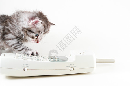 Kitten和电线话在白图片