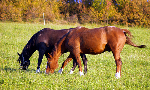 马在绿色草地上休息图片
