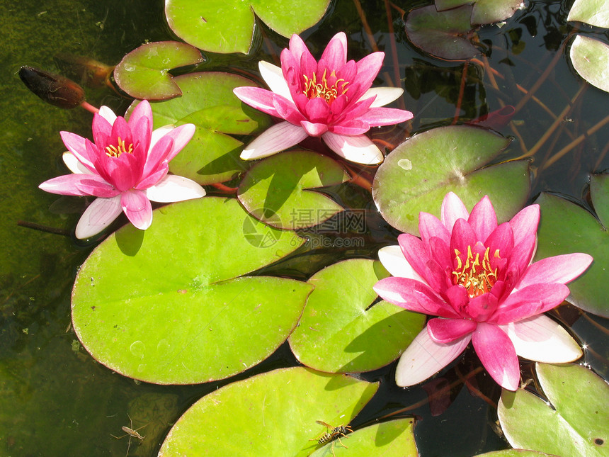 美丽的鲜花红水百合莲花池图片