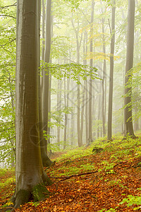 山丘的秋天森林里有山毛树和远处的薄雾图片