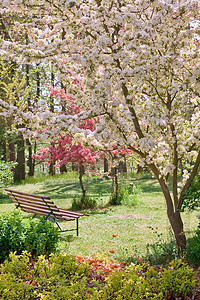 春天盛开的美丽树与长凳图片