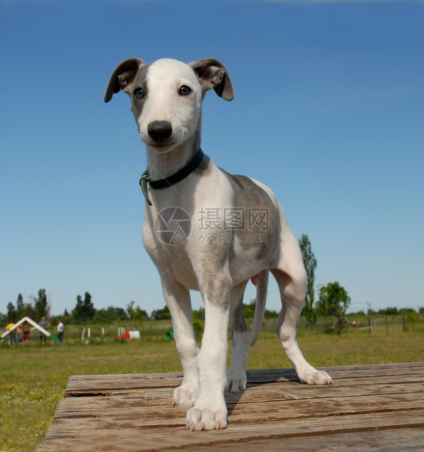 年轻纯种惠比特犬的肖像图片