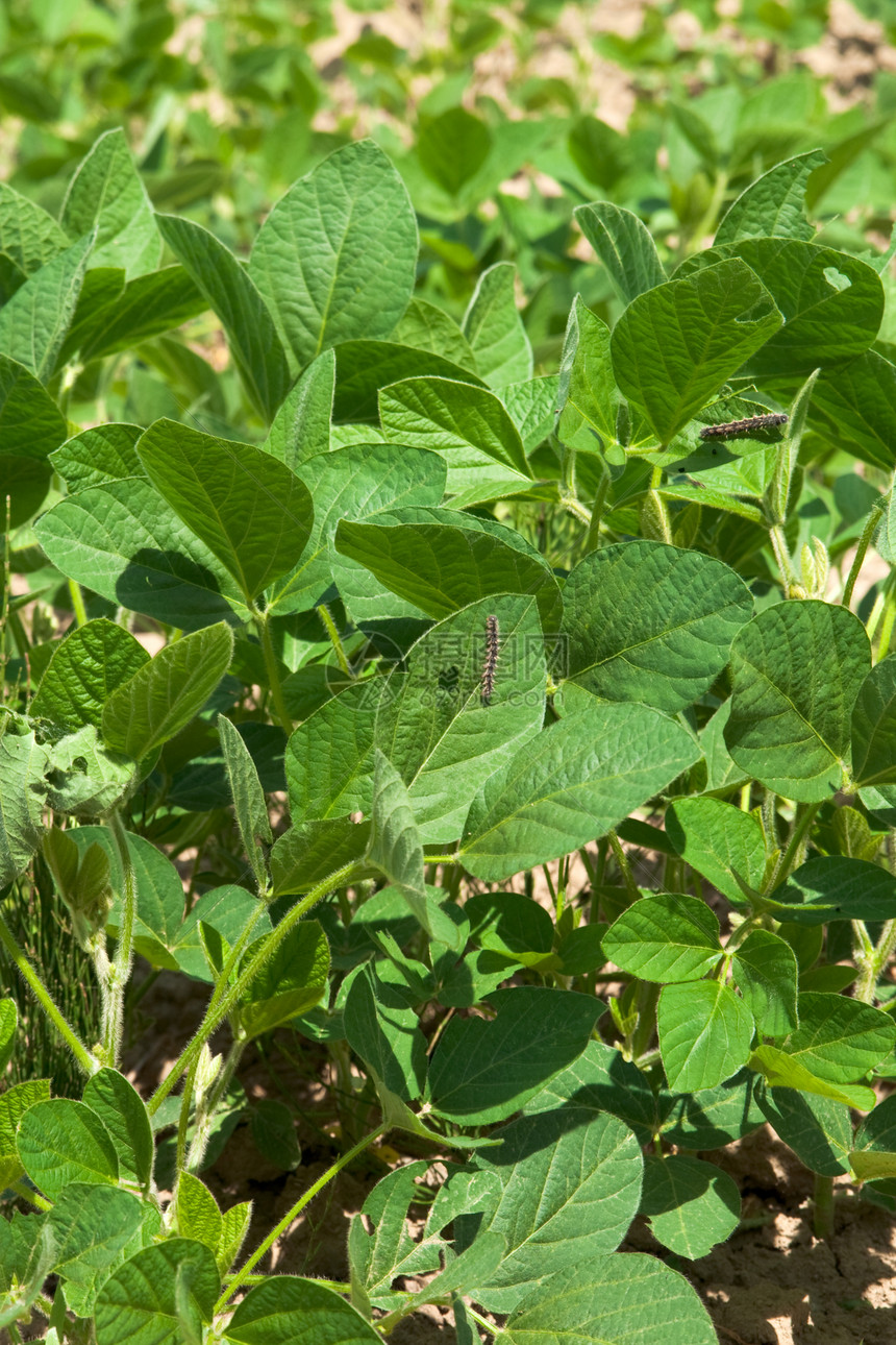 有毛虫的大豆植物图片