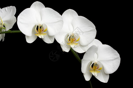 黑色背景上的白色兰花图片