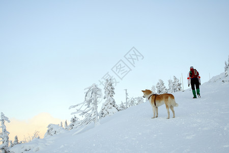 与日本的秋田狗一起在山上漫步图片