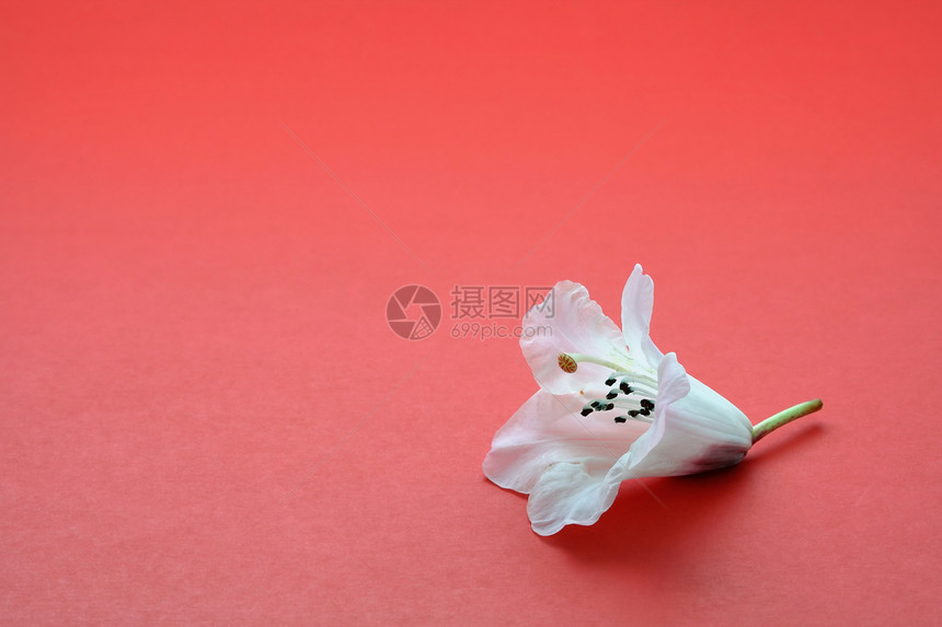 红底白花象征个或孤独图片
