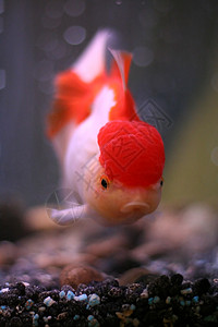 红奥兰达金鱼图片