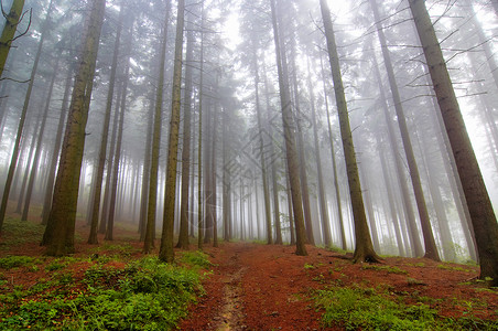 清晨的针叶林形象清晨的雾图片