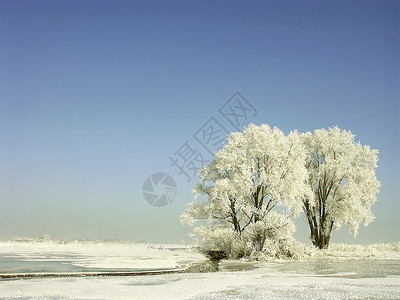 与远离文明的白树的冬季景观图片