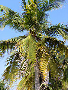 椰子棕榈南海岸近图片