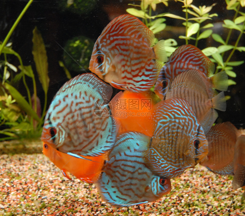 热带鱼类Symphys图片