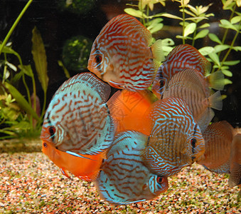 热带鱼类Symphys背景图片