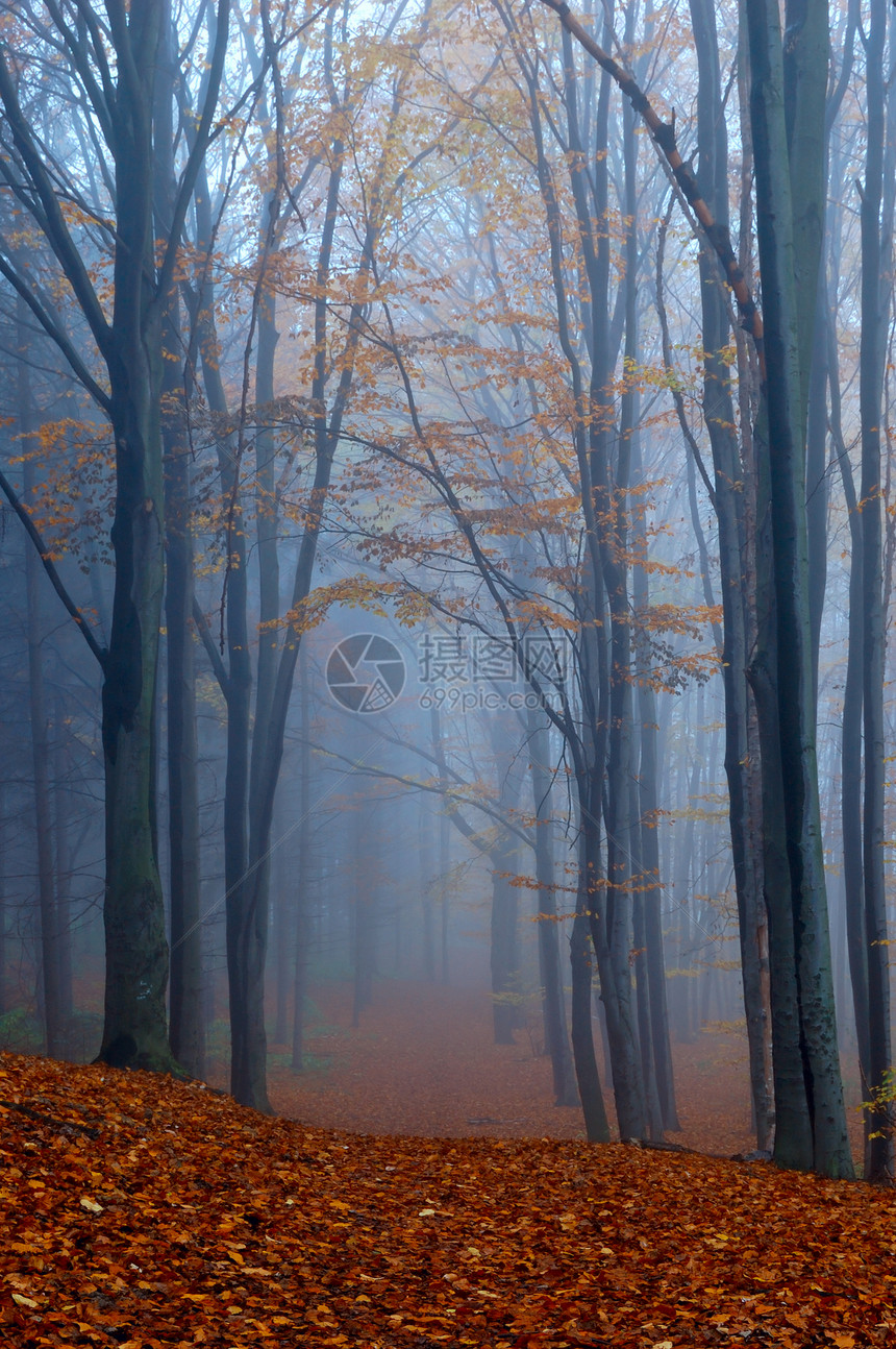 秋天树林里的雾图片是在乌克兰基辅图片