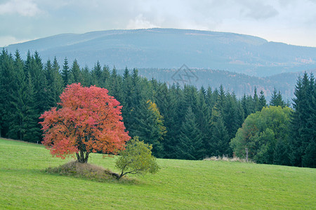 秋天风景中的红树图片