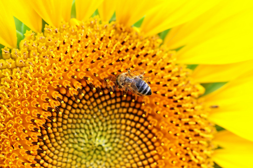 关闭与蜜蜂的向日葵图片