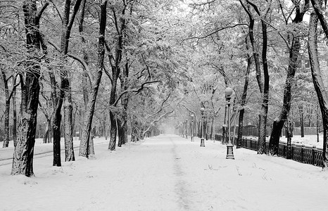 城市公园的暴风雪图片