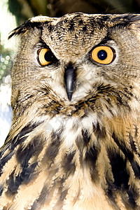 智慧猫头鹰的肖像图片