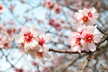 带树枝的杏树粉红色花朵高清图片